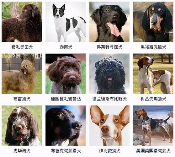 狗有多少品种,狗有多少品种图片,狗子品种？