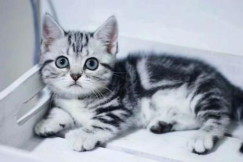 美短猫多少钱一只,美短猫多少钱一只正常价,美短虎斑三百一只是真的吗？