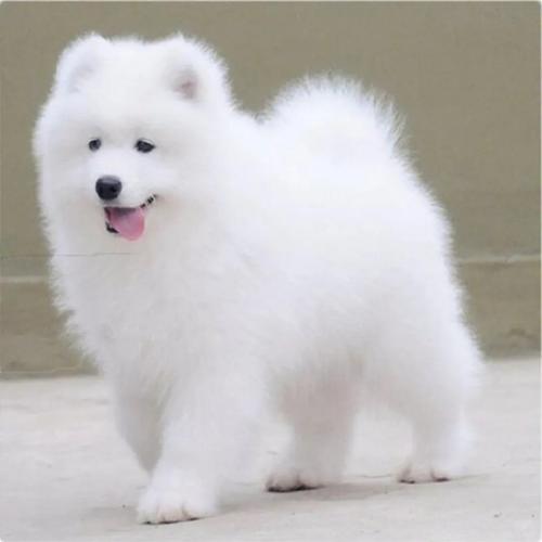 萨摩耶犬多少钱,萨摩耶犬多少钱一只,6个月纯白萨摩耶犬多少钱？