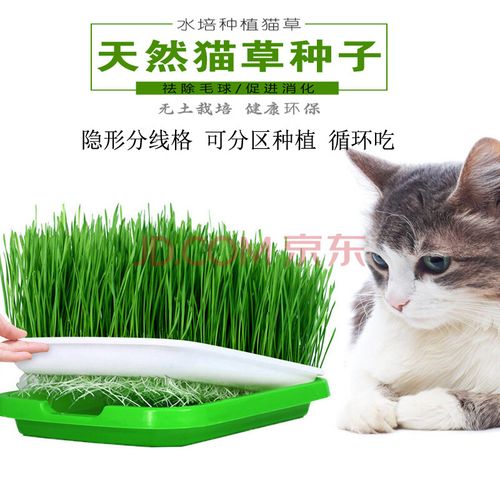 猫草吃多少,猫草吃多少合适,中华田园猫几天吃一次猫草？