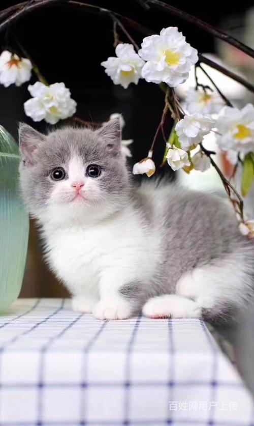 宠物猫多少钱一只,宠物猫多少钱一只幼崽,1550的蓝白猫贵吗？