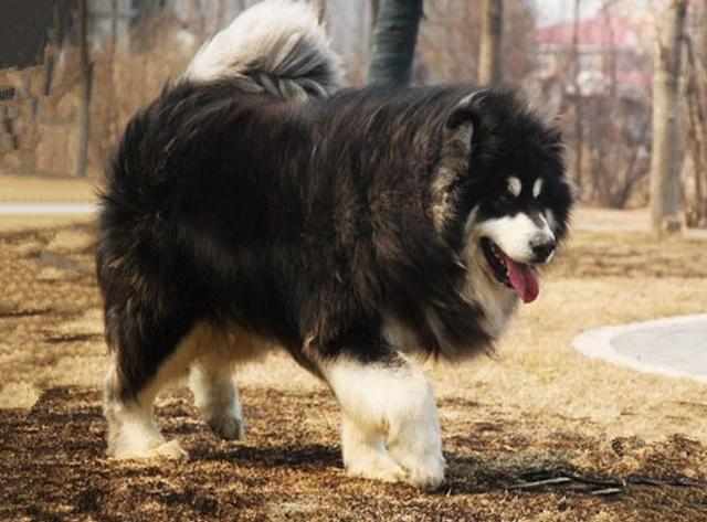阿拉斯加是大型犬吗,熊版阿拉斯加是大型犬吗,阿拉斯加是中型犬还是大型犬？