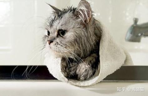 给猫洗澡多少钱,给猫洗澡多少钱一次,猫洗澡水温多少？