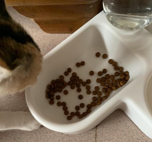 猫一顿吃多少猫粮,一个月的小猫一顿吃多少猫粮,猫一顿吃多少猫条？