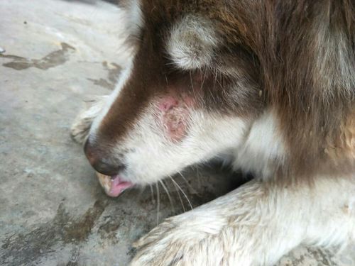 阿拉斯加皮肤病图片,阿拉斯加皮肤病图片大全,阿拉斯加犬常见的是什么病？