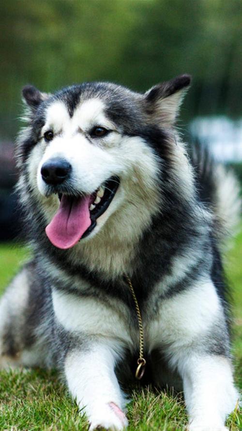 狼版阿拉斯加犬图片,狼版阿拉斯加犬图片大全,阿拉斯加狼版纯种的特征？