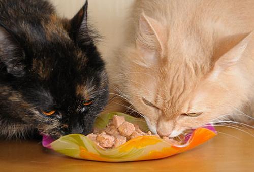 猫咪一顿吃多少,猫咪一顿吃多少猫粮,小猫吃多了会撑到吗？