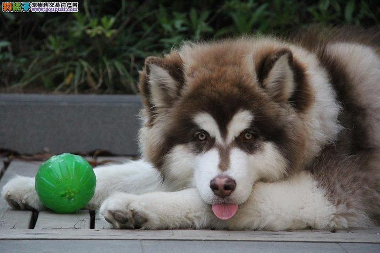 上海可以养阿拉斯加吗,上海禁养犬2023,上海狗狗市场在哪？