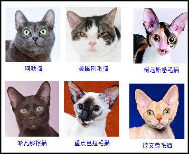 猫有多少种类,我国的猫有多少种类,说说猫的品种？