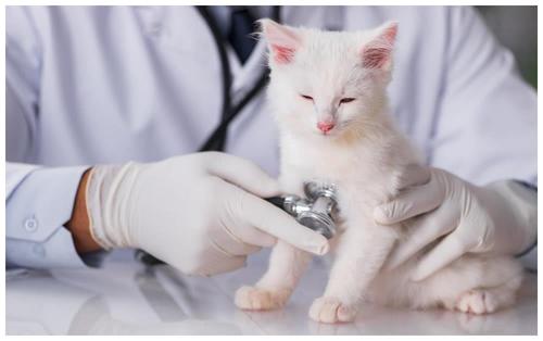 猫猫疫苗多少钱,猫猫疫苗多少钱一针,给流浪猫打疫苗和在买一些猫的东西需要多少钱？