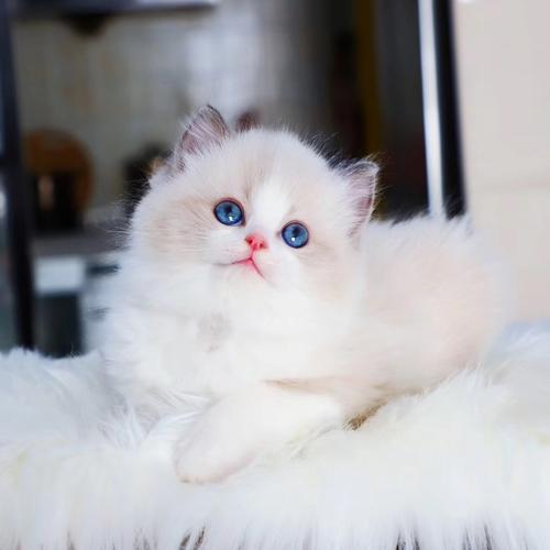 蓝猫价格多少钱一只,布偶猫价格多少钱一只,蓝猫一般的多少钱一只？