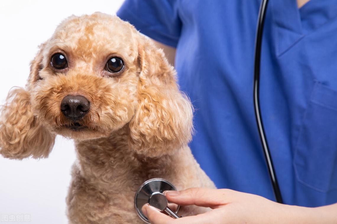 狗体检多少钱,狗体检多少钱一次,50天的泰迪做体检多钱？