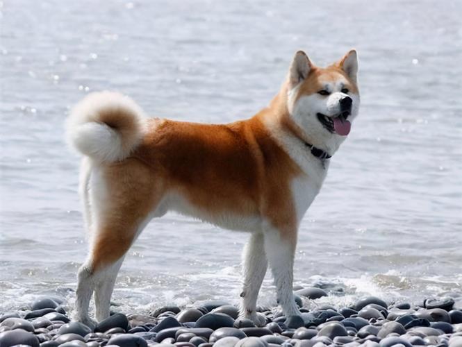 秋田犬多少钱一只,秋田犬多少钱一只幼崽,日本的秋田犬大约多钱一只？