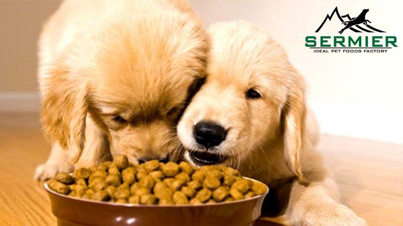 小狗喂多少狗粮,一个月小狗喂多少狗粮,金毛一顿吃多少狗粮合适？