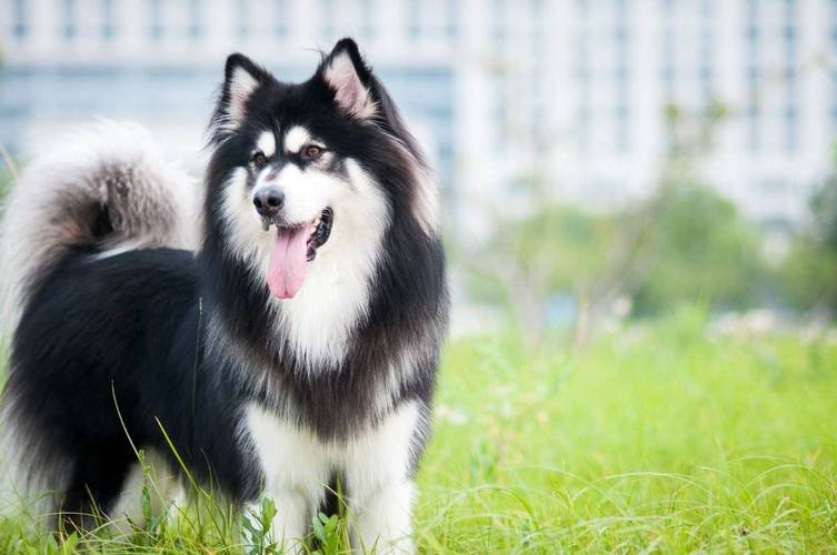 阿拉斯加犬习性,阿拉斯加犬特点以及性格,阿拉斯加犬训练方法？