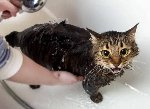 猫洗澡多少钱一次,给小猫洗澡多少钱一次,14斤的猫洗个澡好多钱？