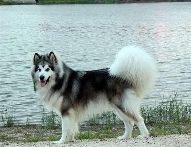 西伯利亚雪橇犬和阿拉斯加雪橇犬,西伯利亚雪橇犬和阿拉斯加雪橇犬的区别,阿拉斯加雪橇犬和西伯利亚雪橇犬那种更好？