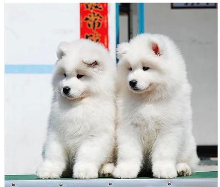 萨摩耶幼犬多少钱,萨摩耶幼犬多少钱一只,一般宠物店里的幼犬阿拉斯加和萨摩耶多少钱？