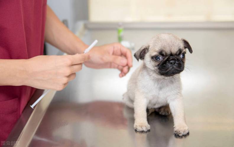 狗狗疫苗一针多少钱,狗狗疫苗一针多少钱多久打一次,小狗打疫苗,要打几针,多少钱？