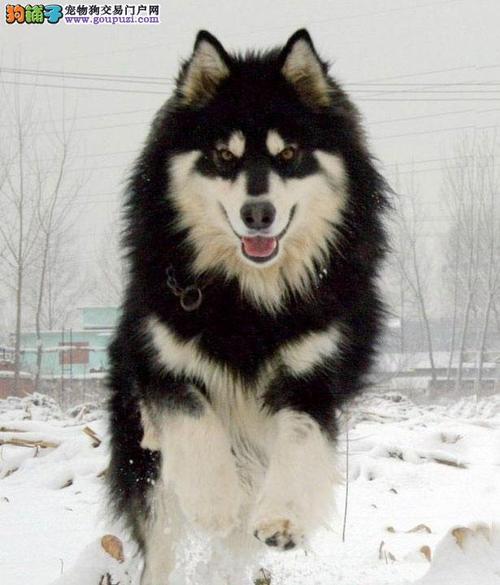 大型阿拉斯加犬图片,大型阿拉斯加犬图片价格,阿拉斯加大型犬体长？