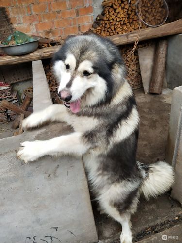 阿拉斯加母犬能长多大,阿拉斯加2-8个月成长图,阿拉斯加十字母狗能长多大？