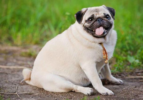 小型犬多少斤,小型犬多少斤算胖,17斤的小型犬轻嘛？