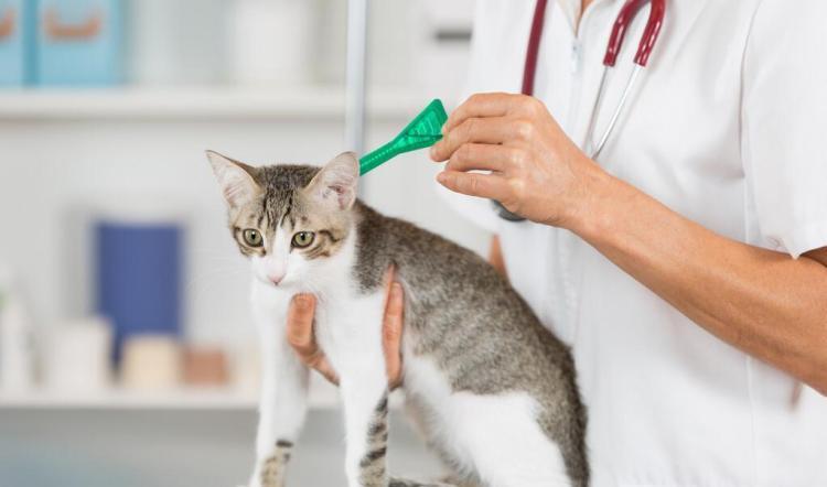 猫驱虫一次多少钱,去宠物店给猫驱虫一次多少钱,猫打疫苗驱虫一共多钱？多长时间打一次呢？