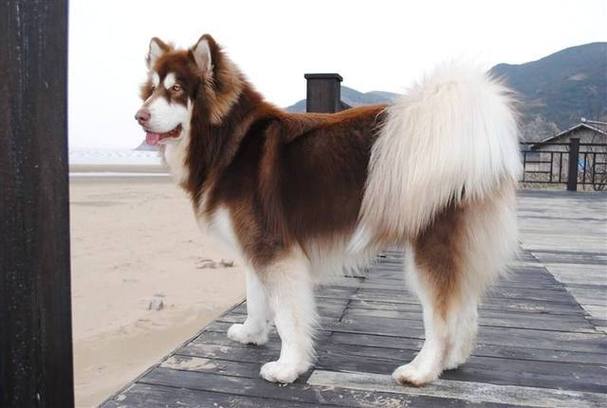 阿拉斯加犬最大能长多高多重,阿拉斯加犬最大能长多高多重啊,巨型阿拉斯加犬有多大？