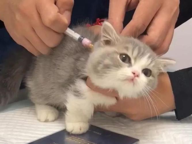 给猫打疫苗多少钱,给猫打疫苗多少钱一次,请问给猫咪打两针疫苗大概多少钱？