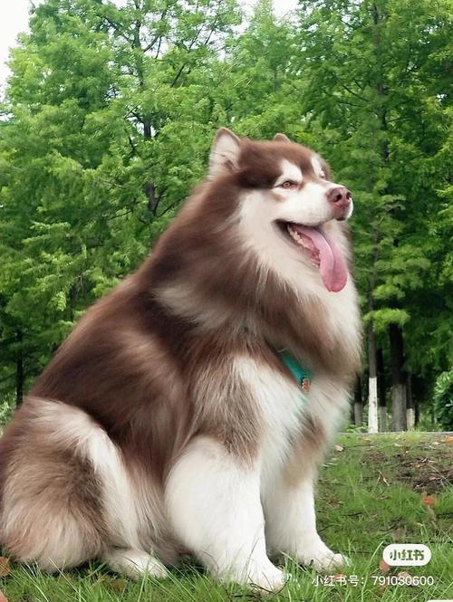 大型阿拉斯加犬,大型阿拉斯加犬的图片,阿拉斯加犬很大吗？