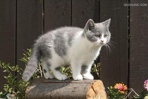 英国短毛猫多少钱,英国短毛猫多少钱一只,纯种英国短毛猫价格？