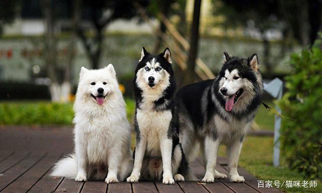 萨摩耶哈士奇阿拉斯加,萨摩耶哈士奇阿拉斯加哪个贵,为什么萨摩耶犬, 阿拉斯加, 哈士奇是雪橇三傻”？