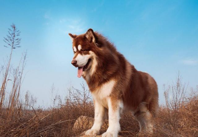 阿拉斯加的优点,阿拉斯加的优点和缺点是什么,阿拉斯加犬的优缺点？