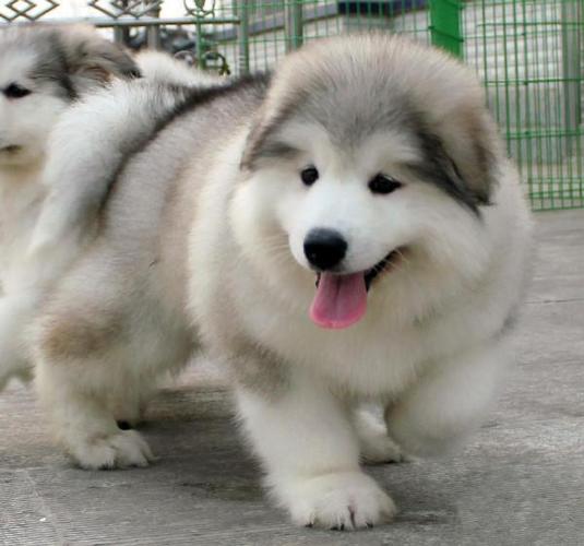 一只阿拉斯加多少钱,一只阿拉斯加多少钱幼犬,东北的阿拉斯加雪橇犬多少钱一只贵吗？