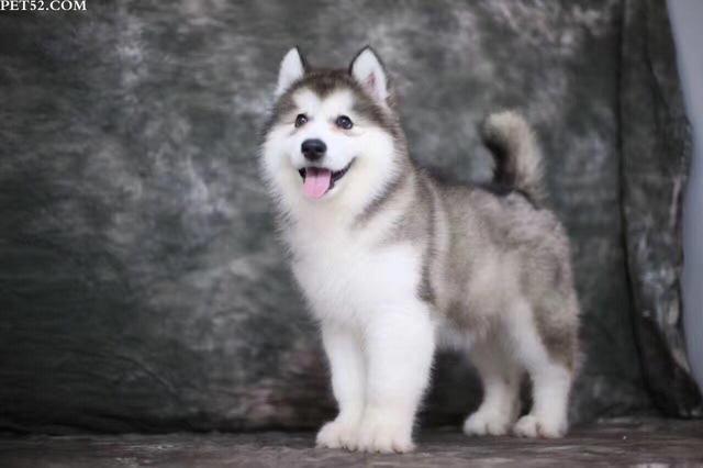 灰色阿拉斯加幼犬图片,灰色阿拉斯加幼犬的图片,阿拉斯加灰色的好还是红色的好？