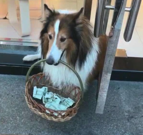 一狗是多少钱,工资一狗是多少钱,一狗是多少钱