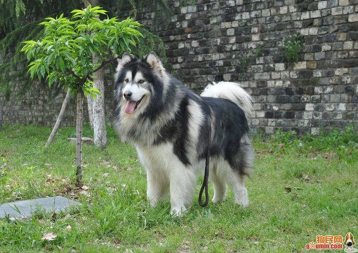 大型犬阿拉斯加,大型犬阿拉斯加多少钱一只,阿拉斯加是大型犬吗？