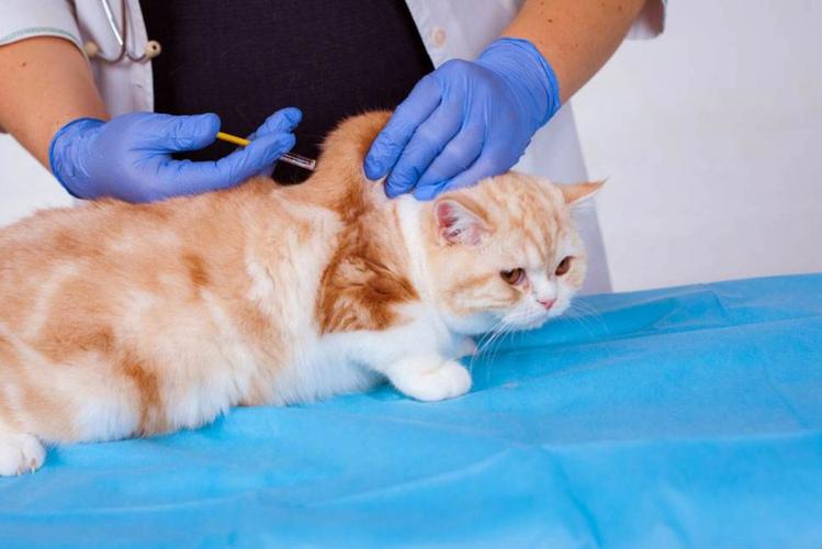 猫打针要多少钱,自带疫苗去宠物医院给猫打针要多少钱,男朋友被猫咬出血了打针大概多少费用？