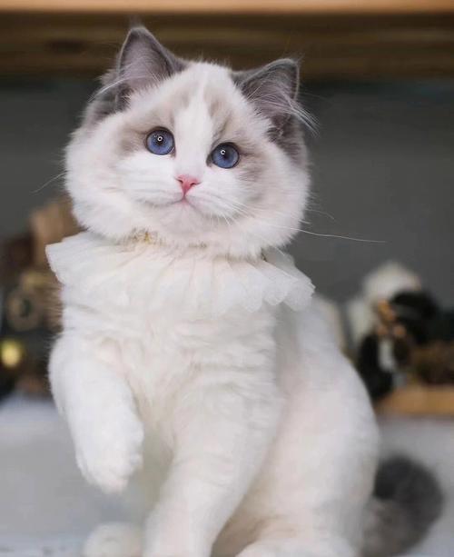 布偶猫幼猫多少钱一只,布偶猫幼猫多少钱一只正常价,五百块的布偶不香吗？
