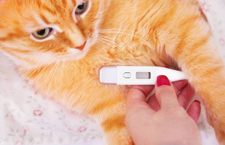 猫咪体温多少正常,猫咪体温多少正常 怎么测量,猫的正常体温是多少度？