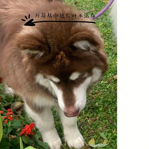 红棕色阿拉斯加犬图片,红棕色阿拉斯加犬图片五个多月,狼版阿拉斯加有红棕色嘛？