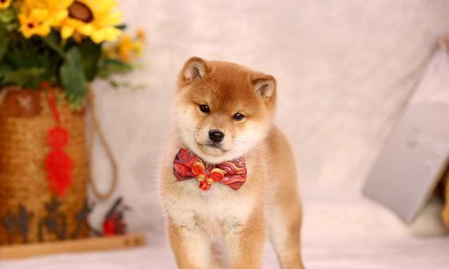 日本柴犬多少钱,日本柴犬多少钱一只,日本柴犬怎么这么贵？
