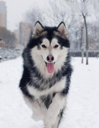 3个月阿拉斯加怕冷吗,狗狗什么表现说明冷了,阿拉斯加多少度气温会感觉到冷？