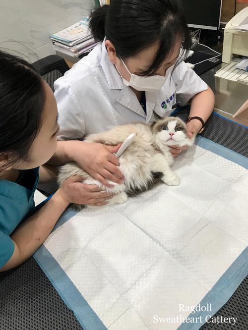 小猫体检多少钱,小猫体检多少钱一次,一个多月的小猫可以去体检吗？
