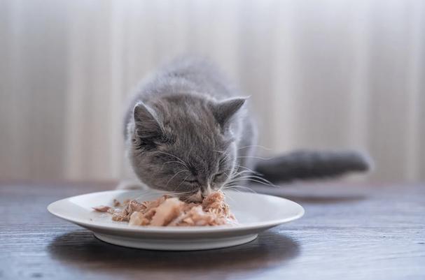 猫一天吃多少肉,猫一天吃多少肉合适,一周喂猫咪几次肉？