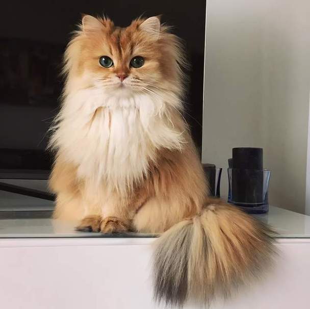 猫有多少毛,一只猫有多少毛,猫的毛多久长出来？