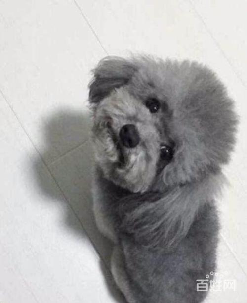 泰迪灰色多少钱一只,泰迪灰色多少钱一只幼犬,灰色泰迪会比其他颜色贵吗？
