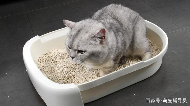 猫砂一次放多少,猫砂一次放多少合适,猫砂一次放多少比较合适？