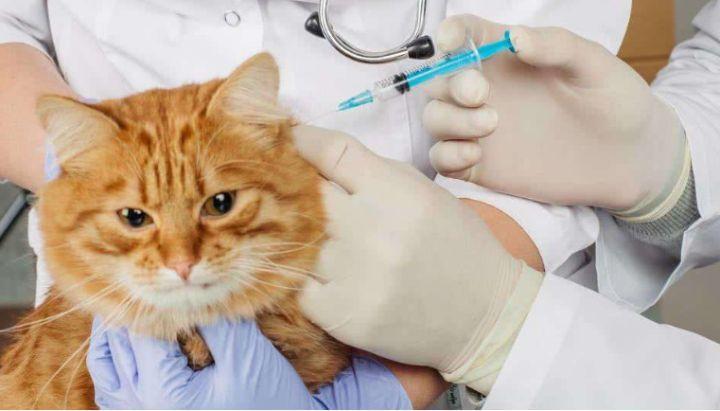 猫猫打疫苗多少钱,猫猫打疫苗多少钱一支,猫的疫苗多少钱？