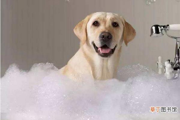 宠物店一只狗多少钱,建议穷人养的10种狗,一般到宠物店给狗狗洗一次澡多少钱？